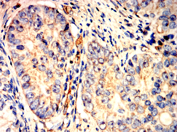 AQP1 Antibody