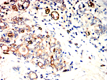 AQP1 Antibody