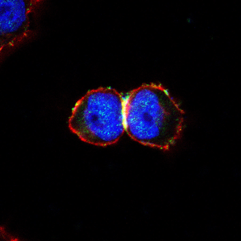 AQP12A Antibody