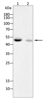 AQP12A Antibody