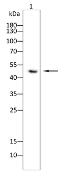 AQP12A Antibody