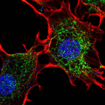 EPCAM Antibody