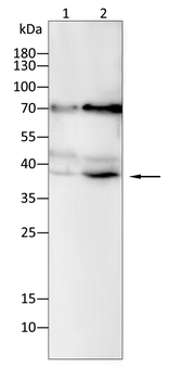 EPCAM Antibody