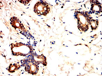 CD69 Antibody