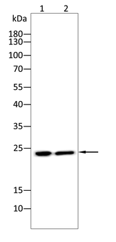 CD69 Antibody