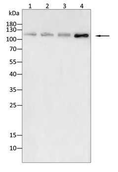 SETDB1 Antibody
