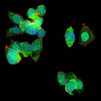 SETDB1 Antibody