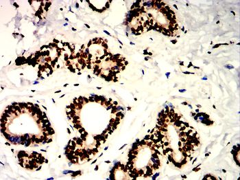 SETDB1 Antibody