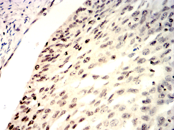 SETDB1 Antibody