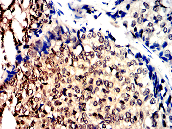 SETDB1 Antibody