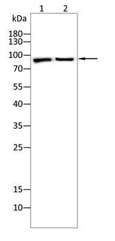 DDR2 Antibody
