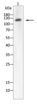 DDR2 Antibody