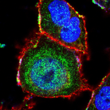 GSK3B Antibody
