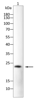NME1 Antibody