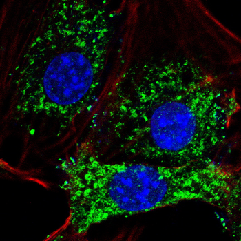 INS Antibody
