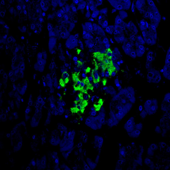INS Antibody