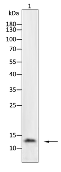 INS Antibody