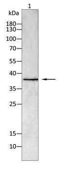 TNFSF11 Antibody