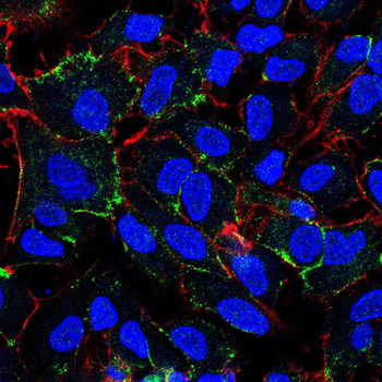 PIEZO1 Antibody