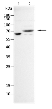 PCSK9 Antibody