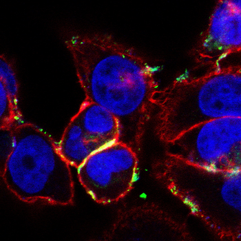 ITGB1 Antibody