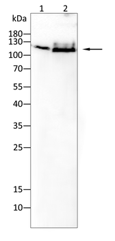 ITGB1 Antibody
