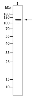 ITGB1 Antibody