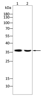 LDHA Antibody