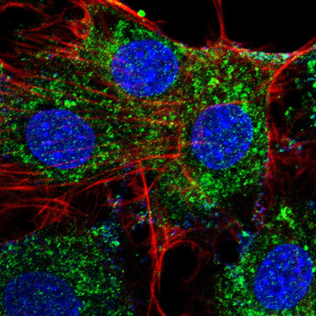 LDHA Antibody