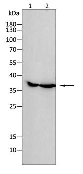 LDHA Antibody
