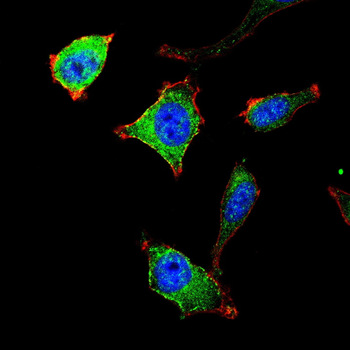 PTPRB Antibody