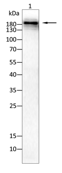 PTPRB Antibody