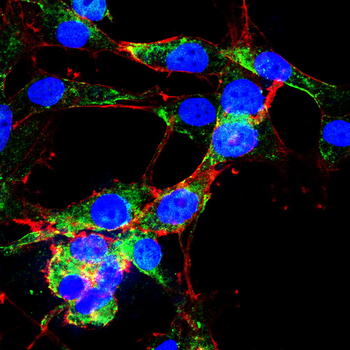 CCNA2 Antibody
