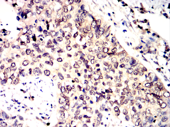 CCNA2 Antibody