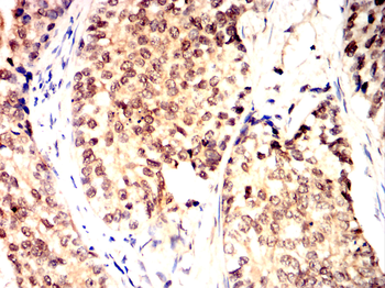 CCNA2 Antibody