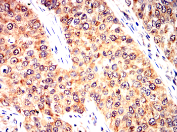 CCNA2 Antibody