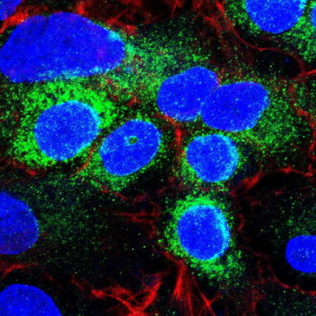 TLR7 Antibody