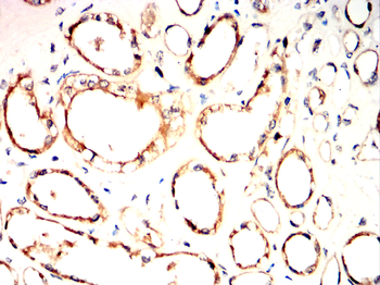 TLR7 Antibody