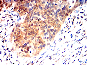 TLR7 Antibody