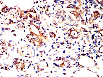 TLR7 Antibody