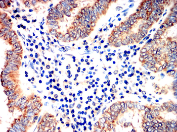 TLR7 Antibody