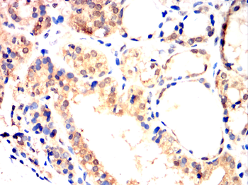 TLR7 Antibody
