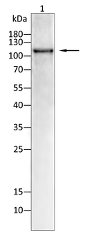 TLR7 Antibody