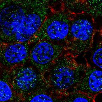 NRP1 Antibody
