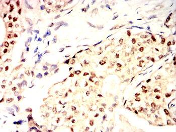 NRP1 Antibody