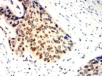 NRP1 Antibody