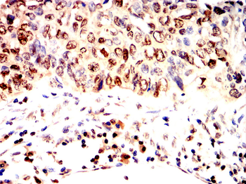 NRP1 Antibody