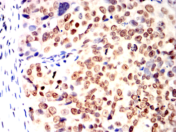 NRP1 Antibody