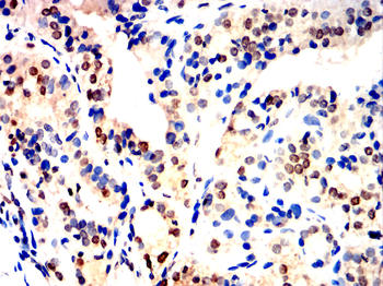 NRP1 Antibody