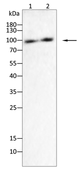 NRP1 Antibody